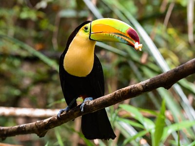 Toucan, Belize zoo