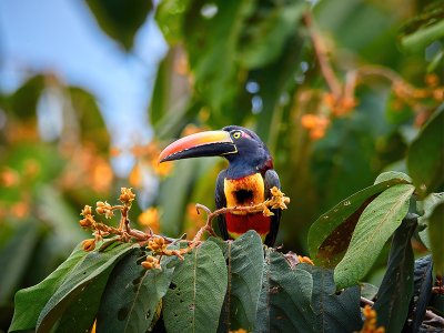 Aracari