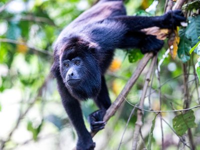 Howler monkey