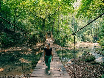 Rainforest bridge walk