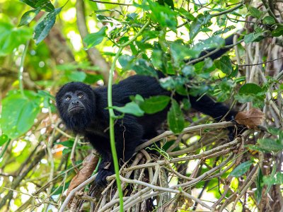 Howler monkey, Belize