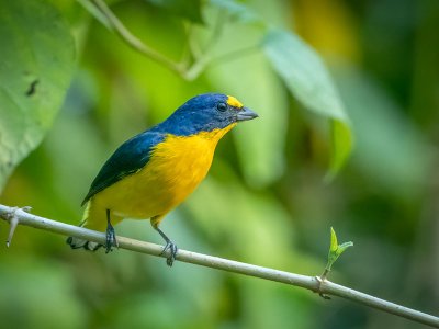 Yellow-throated euphonia, Cayo District