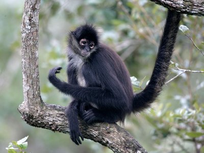 Geoffroys Spider Monkey, Cayo District