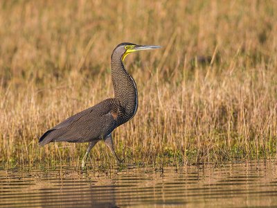 Tiger heron, Crooked Tree Wildlife Sanctuary