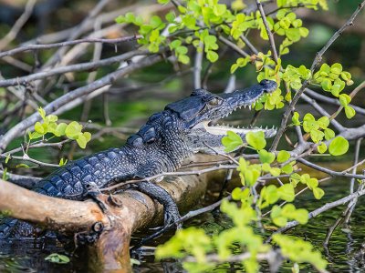 Juvenile crocodile, Crooked Tree Wildlife Sanctuary