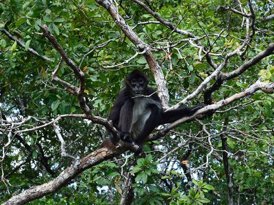 Monkey, Orange Walk