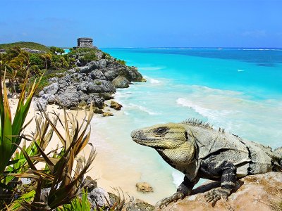 Iguana in Tulum