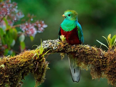 Resplendent quetzal