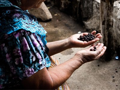 Sorting dried coffee