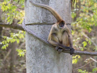 Black-handed spider monkey