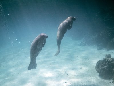 Manatees