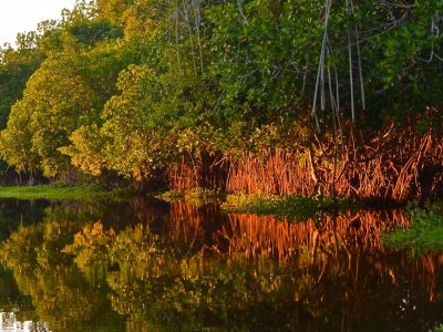 Mangroves