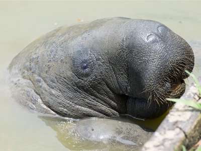 Manatee