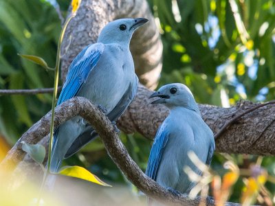 Tanagers