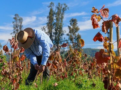 Chilean wine region