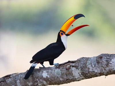 Toucan, Pantanal