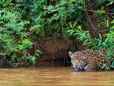 Pantanal