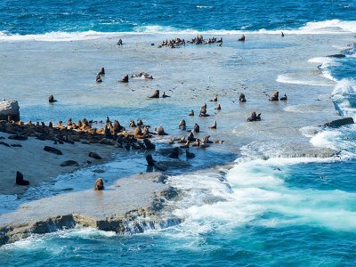 Elephant Seals, Peninsula Valdes