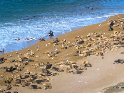 Magellanic Penguins, Peninsula Valdes