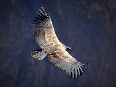 Condor Colca Canyon