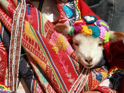 Sacred Valley baby Llama