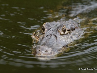 pantanal3