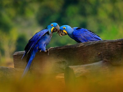 Hyacinth Macaw