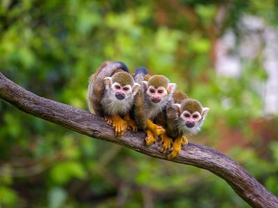 Squirrel Monkeys