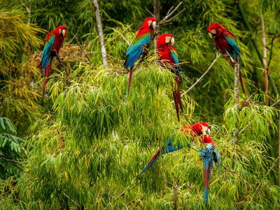 Red and green macaw