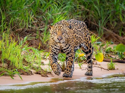 Jaguar