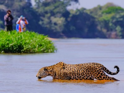 Pantanal Jaguar