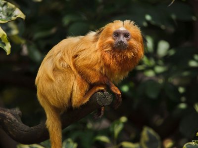 Golden Marmoset