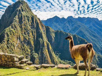 Llama Machu Picchu