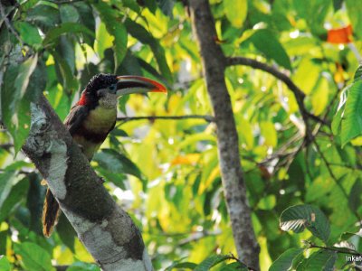 Peruvian Amazon 3