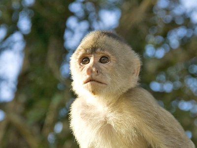 Capuchin Monkey