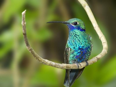 Mindo Cloud Forest, Hummingbird