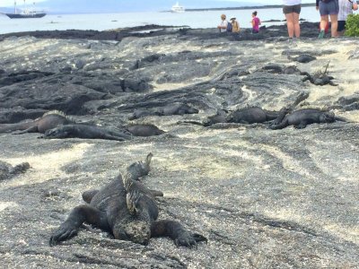 Galapagos Discovery9