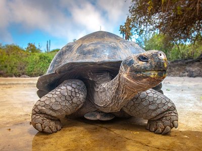 Galapagos Tortoise