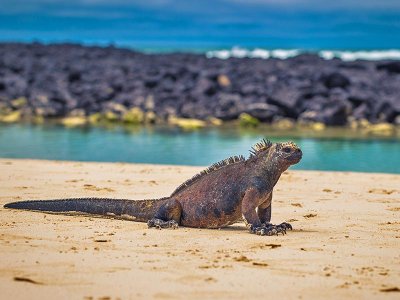 Santa Cruz, Marine Iguana