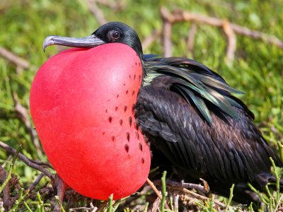 Frigate bird Genovesa