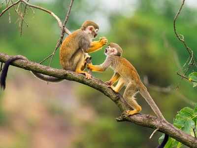 Squirrel Monkeys