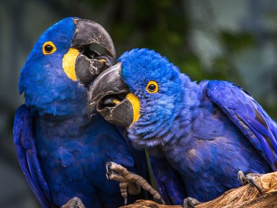 Hyacinth Macaw