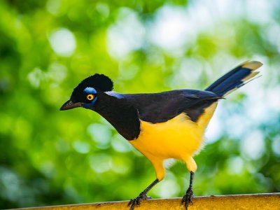 Plush Crested Jay Bird