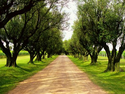 Canelones, Entrance to traditional family winery