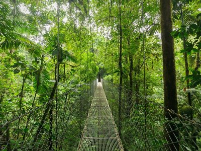 Monteverde Cloud Forest