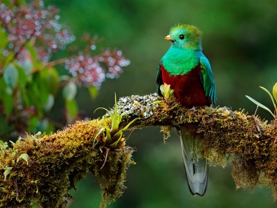 Quetzal