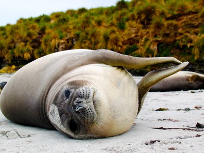 Sea Lion in Sea Lion Island