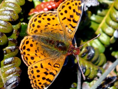 Queen of the Falklands Fritillary