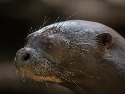 Giant River Otter