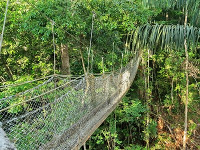 Iwokrama Canopy Walk